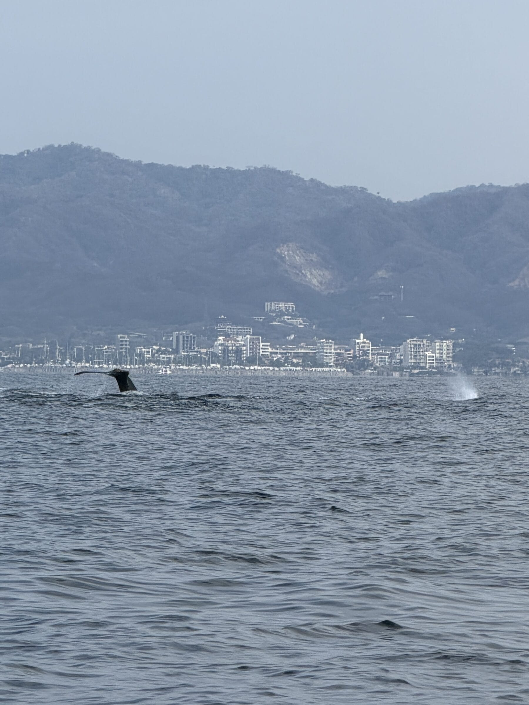 Humpback whale breaching in Banderas Bay, Mexico